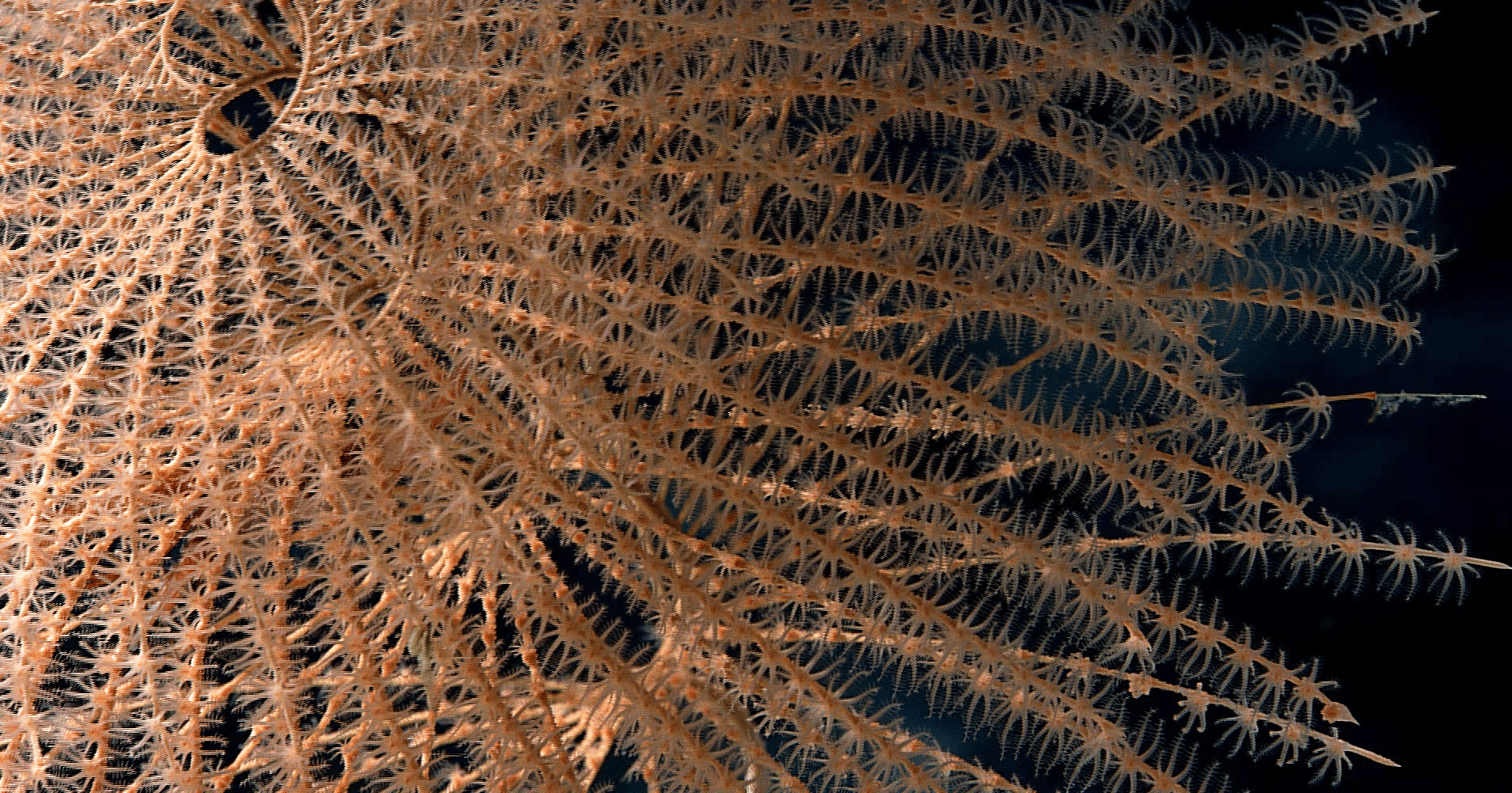 Sophia Loizou_Vesta_cabecera